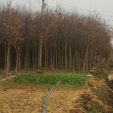 未定杆高3.8米左右丝棉木