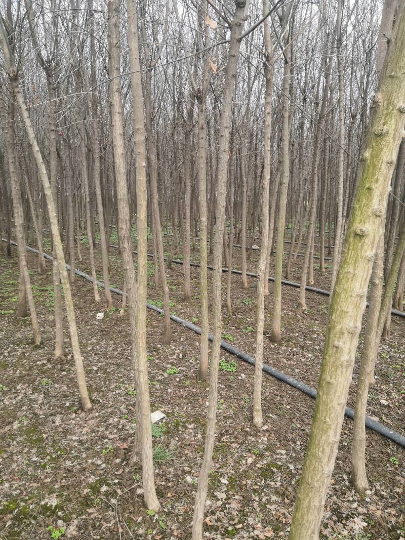 未定杆高3.8米左右丝棉木