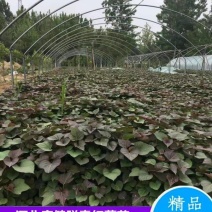 红薯苗地瓜苗山芋苗西瓜红苗蜜薯苗龙九苗烟薯25苗哈密苗