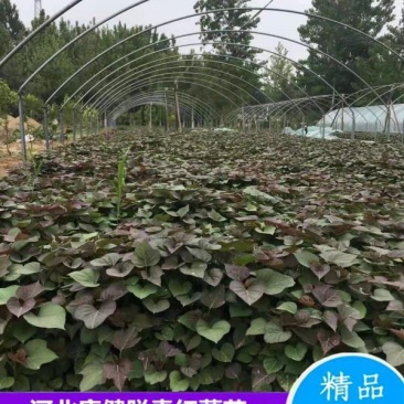 红薯苗地瓜苗山芋苗西瓜红苗蜜薯苗龙九苗烟薯25苗哈密苗
