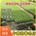 嫁接西瓜苗苗厂直供价格优惠甜王美都