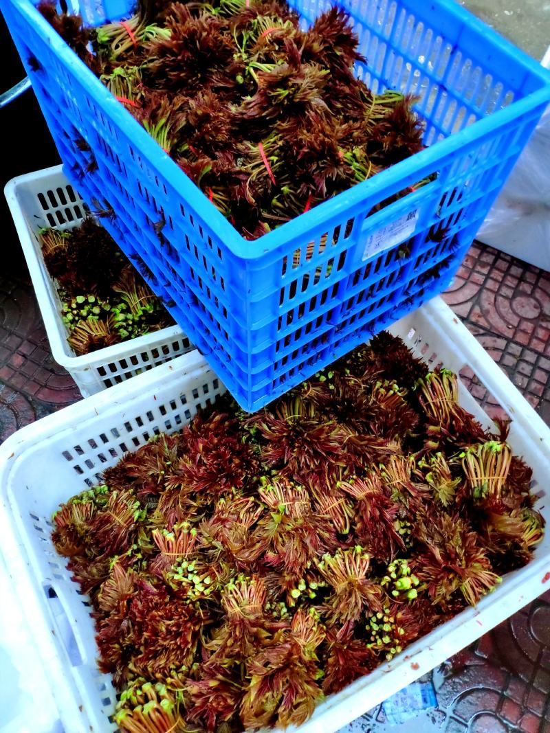 四川大竹头茬红油香椿芽原产地千斤大量批发代收