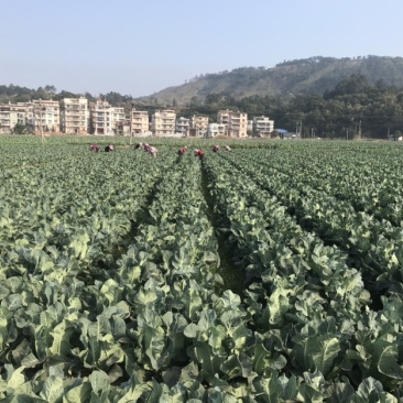 漂亮白松花菜基地直发