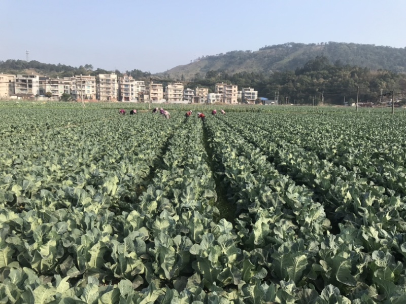 漂亮白松花菜基地直发