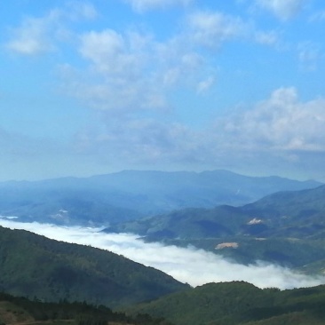 勐海茶布朗山茶区域。山头源产地，撒料生普，茶农直销。