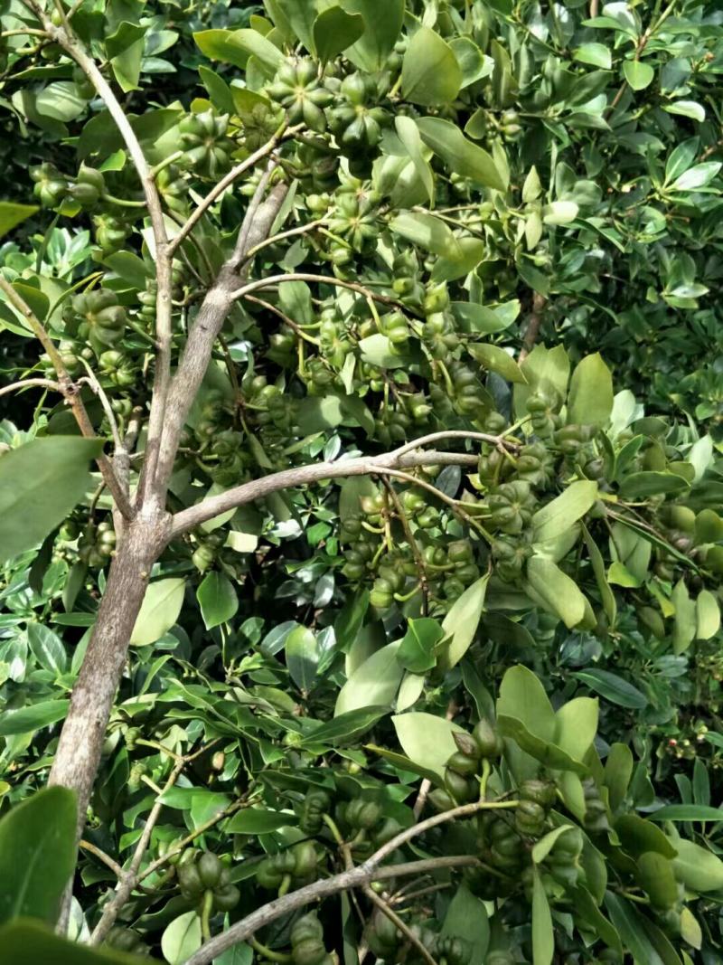 木王黑叶嫁接矮化八角种苗