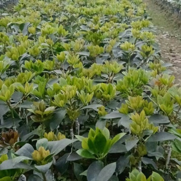 木王黑叶嫁接矮化八角种苗