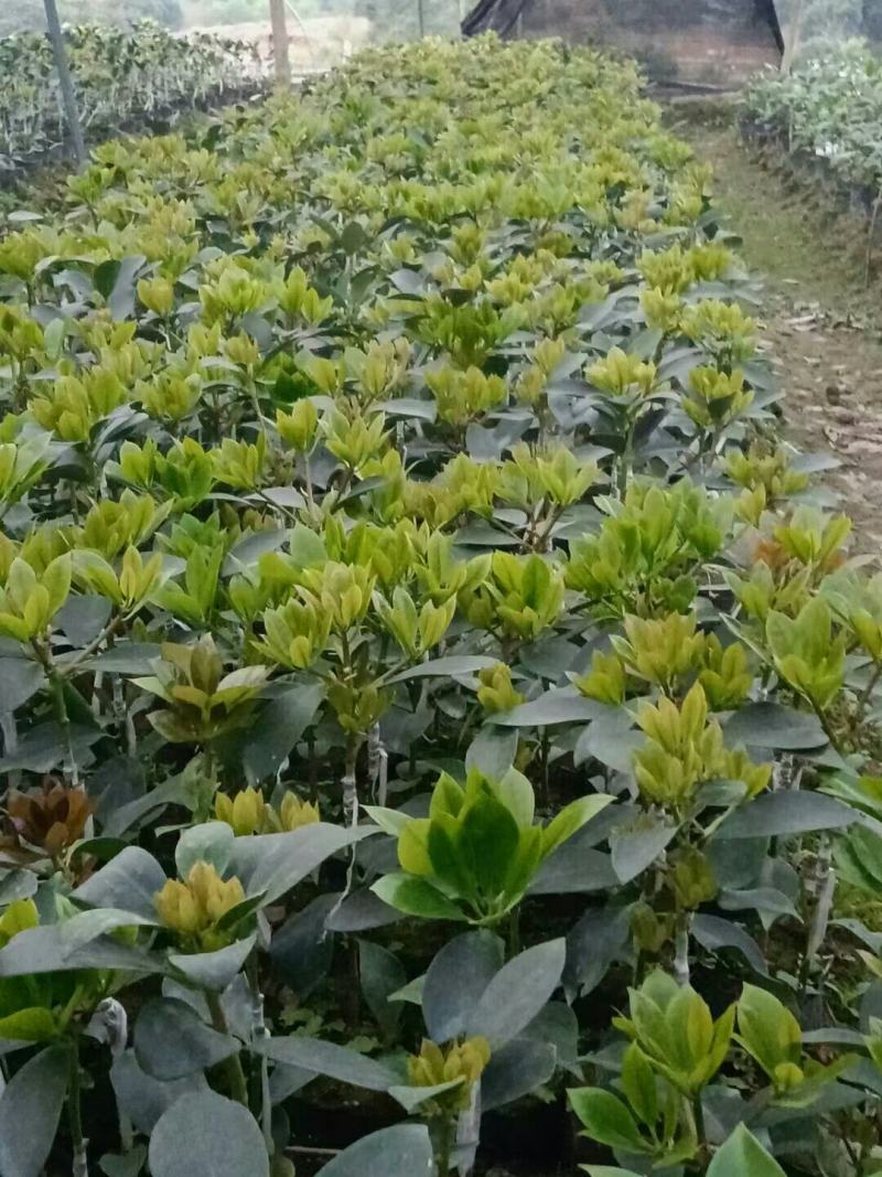 木王黑叶嫁接矮化八角种苗