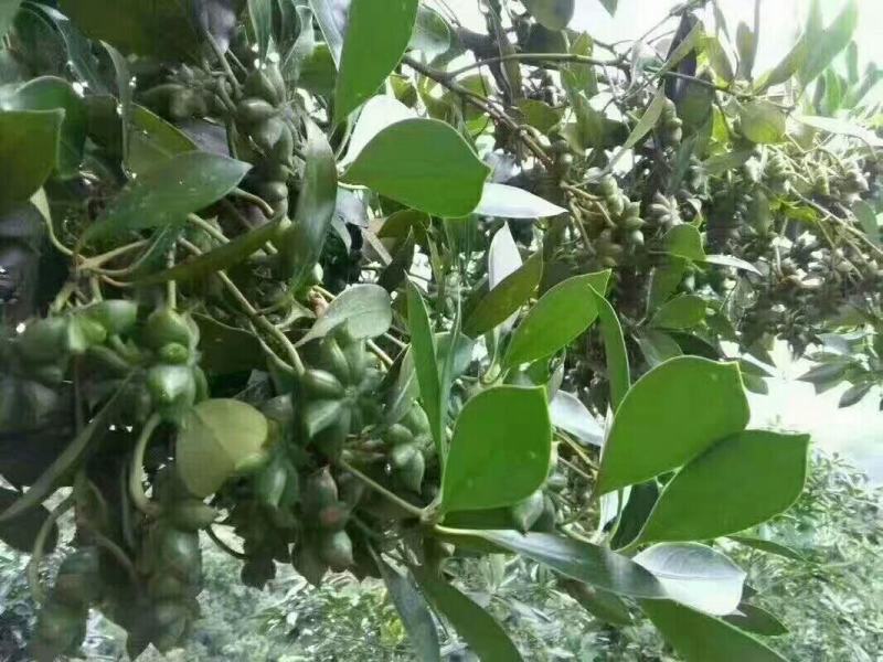 木王黑叶嫁接矮化八角种苗