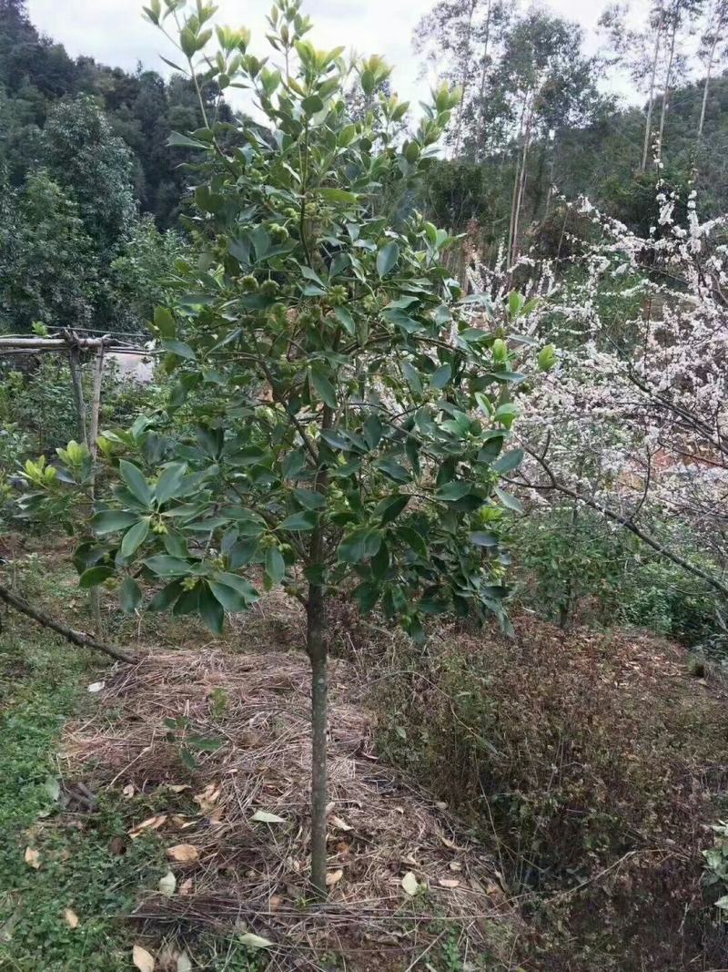 木王黑叶嫁接矮化八角种苗