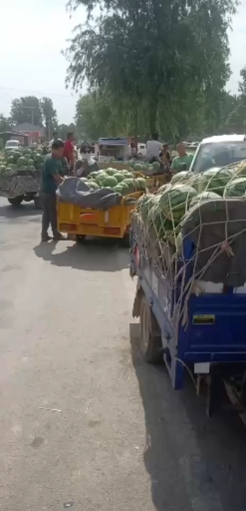 海南美都西瓜，产地直供诚信代办，可视频看货