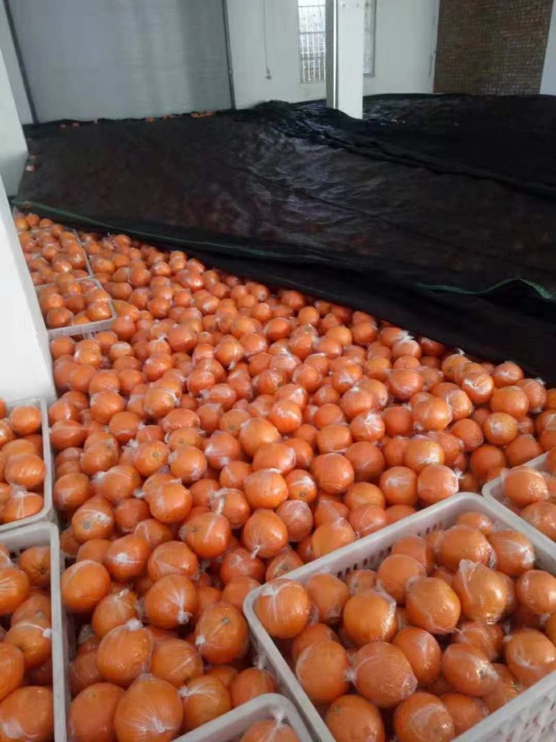 锦橙百号产植基地长期货源