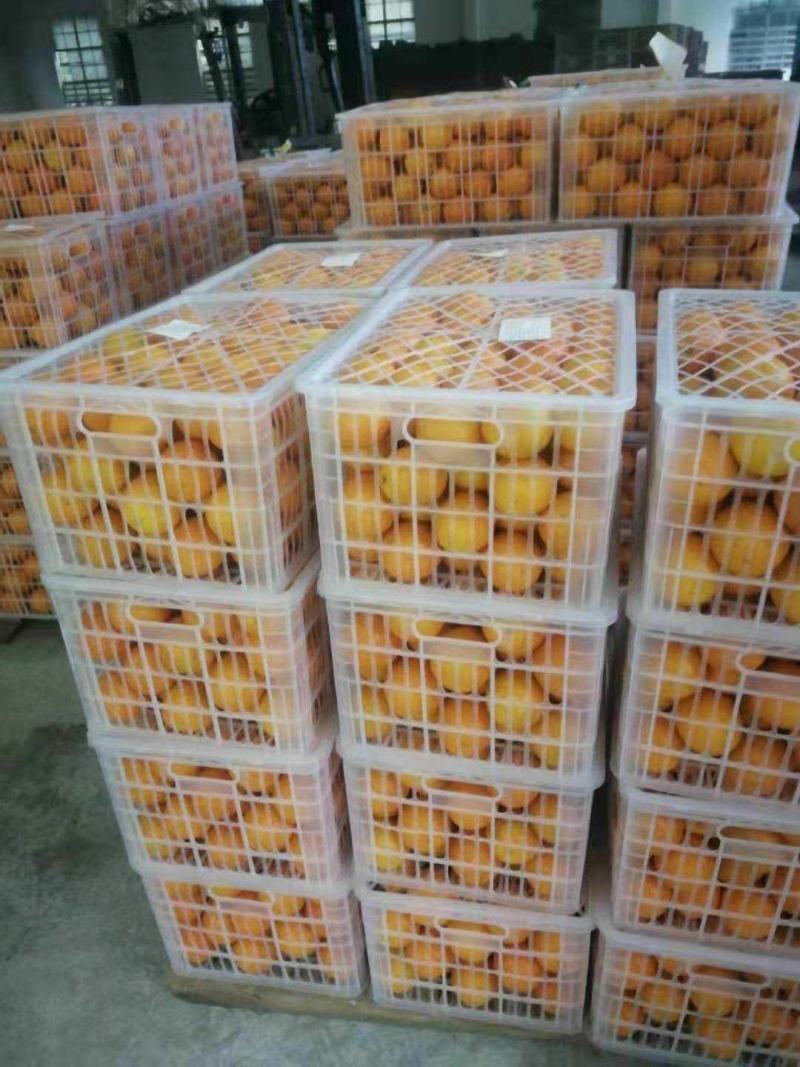 锦橙百号产植基地长期货源