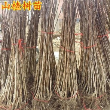 甜红子山楂苗：大果山楂树苗，黄山楂苗，歪把红山楂苗。