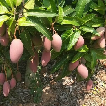 红贵妃芒果苗，芒果果树苗红贵妃水果树苗嫁接