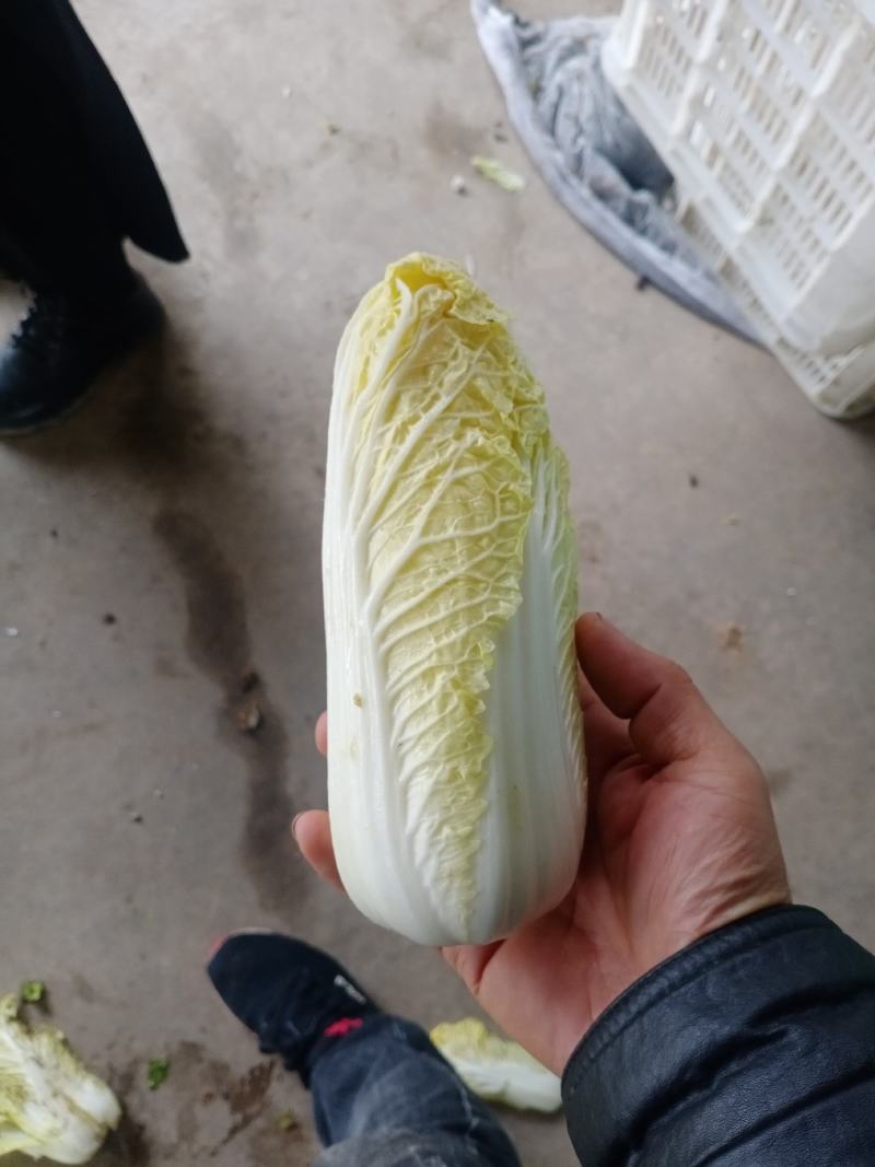 娃娃菜，大娃娃菜，小娃娃菜，叶菜，超市**
