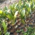 台湾孟尖无毛榴莲蜜又名珍珠榴莲蜜苗一手货源