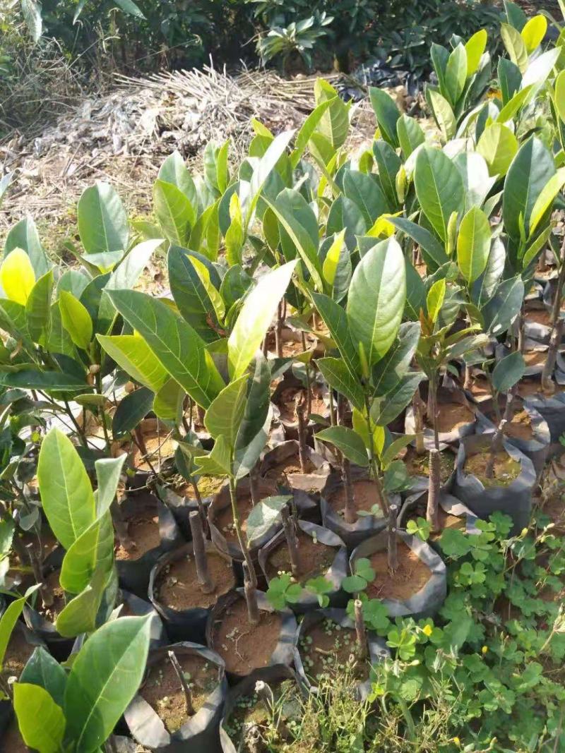 台湾孟尖无毛榴莲蜜又名珍珠榴莲蜜苗一手货源