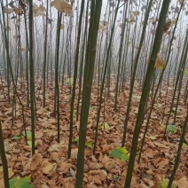 国槐法桐核桃苗核桃树核桃苗
