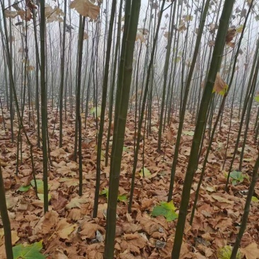 国槐法桐核桃苗核桃树核桃苗