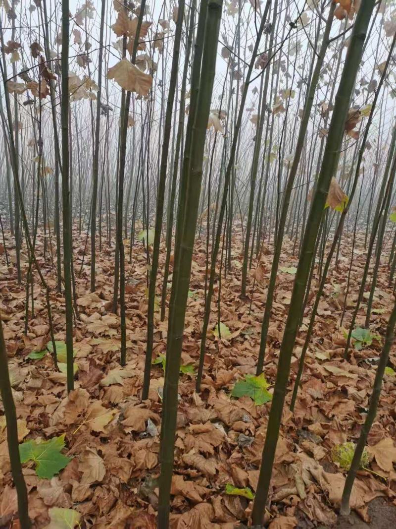 国槐法桐核桃苗核桃树核桃苗