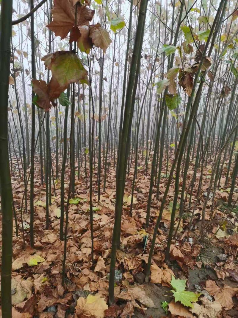 国槐法桐核桃苗核桃树核桃苗