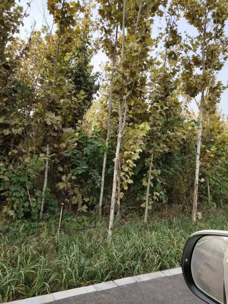 国槐法桐核桃苗核桃树核桃苗