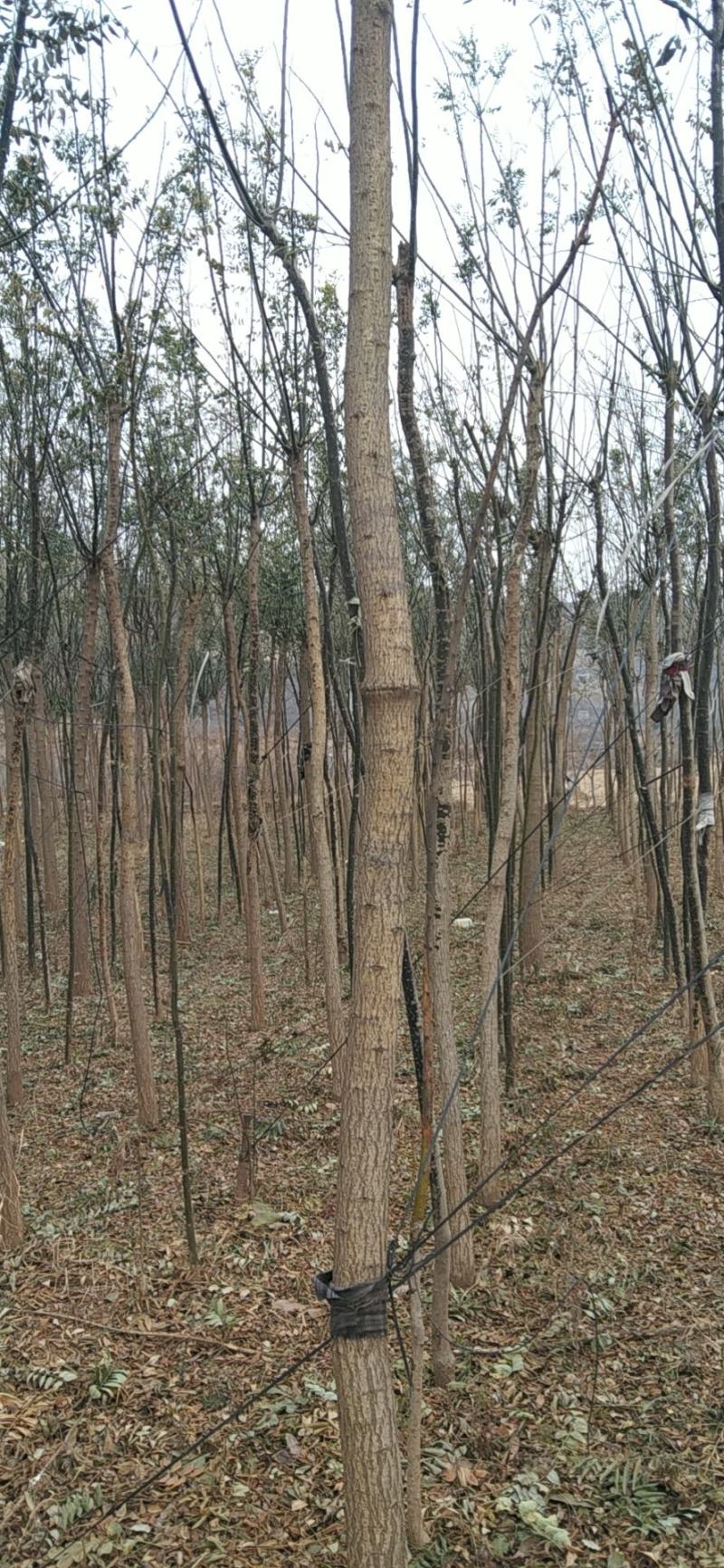 国槐法桐核桃苗核桃树核桃苗