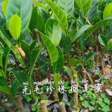 台湾孟尖无毛榴莲蜜又名珍珠榴莲蜜苗一手货源