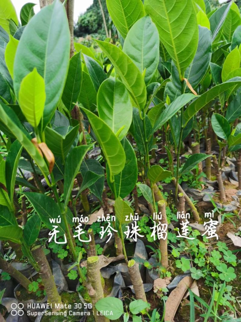 台湾孟尖无毛榴莲蜜又名珍珠榴莲蜜苗一手货源