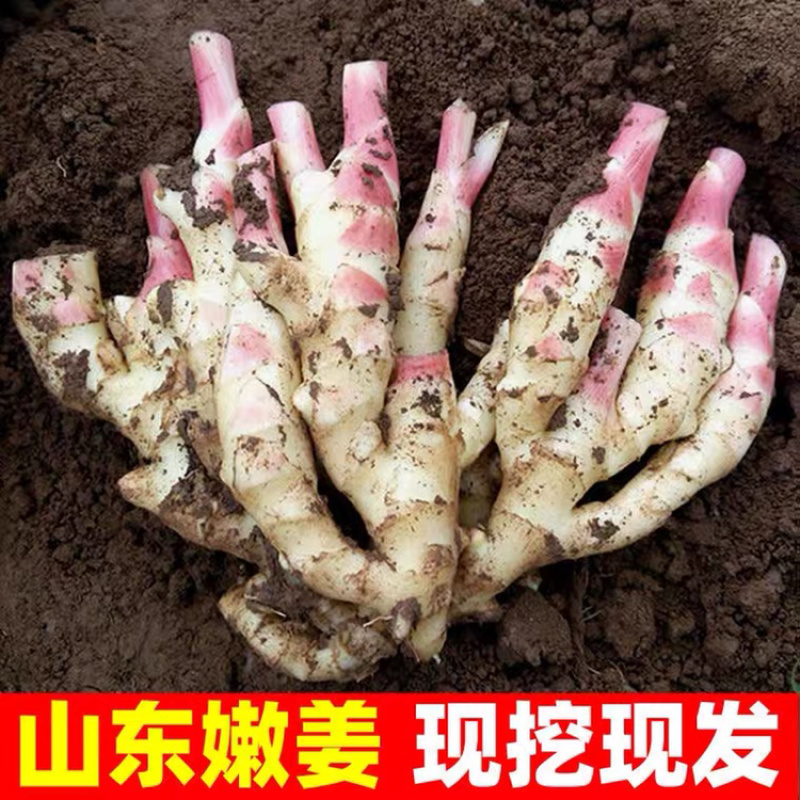 山东生姜，鲜姜产地一手货源，电商，超市，市场，大量供应