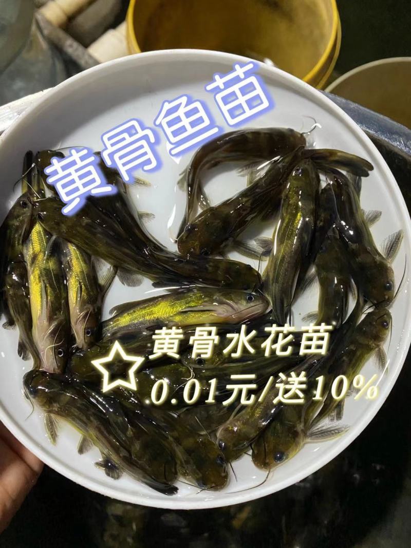 淡水活体已训化吃料黄骨鱼苗全国批发价出售