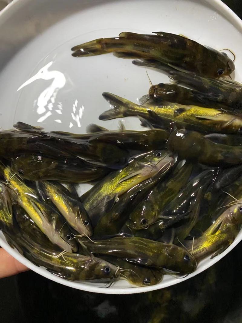 淡水活体已训化吃料黄骨鱼苗全国批发价出售