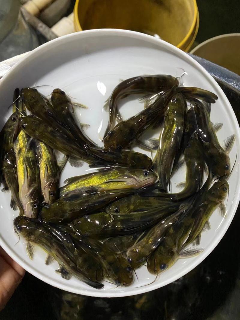 淡水活体已训化吃料黄骨鱼苗全国批发价出售
