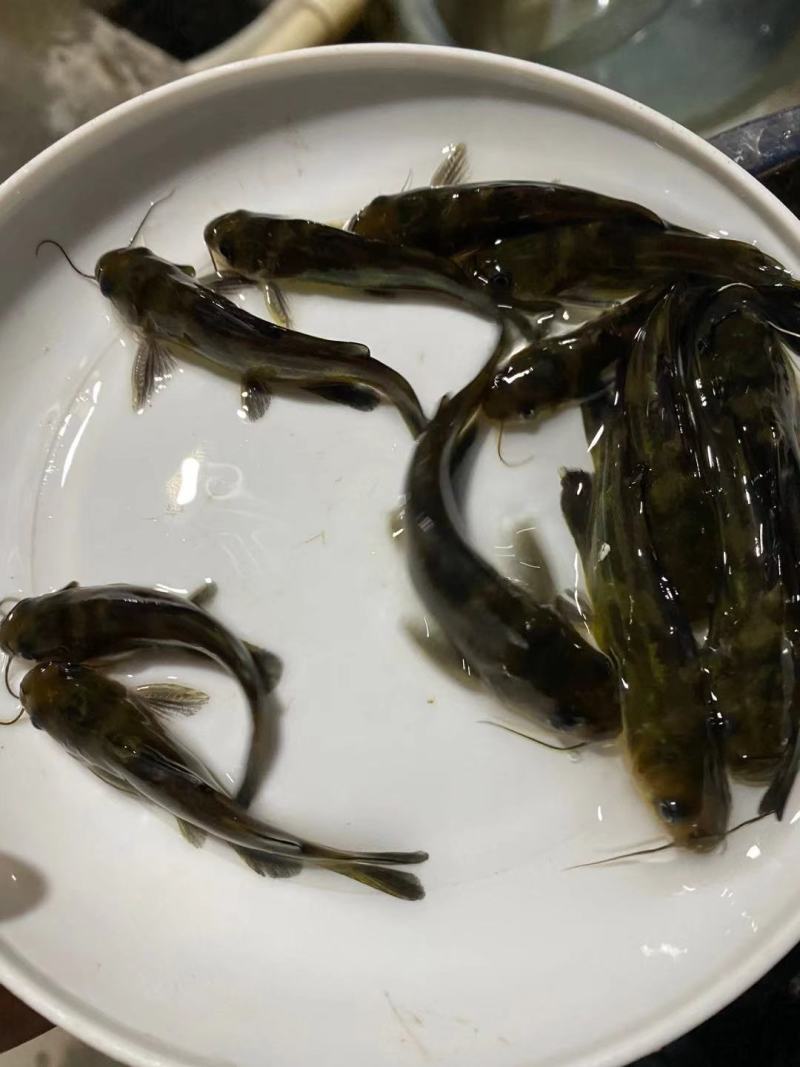 淡水活体已训化吃料黄骨鱼苗全国批发价出售