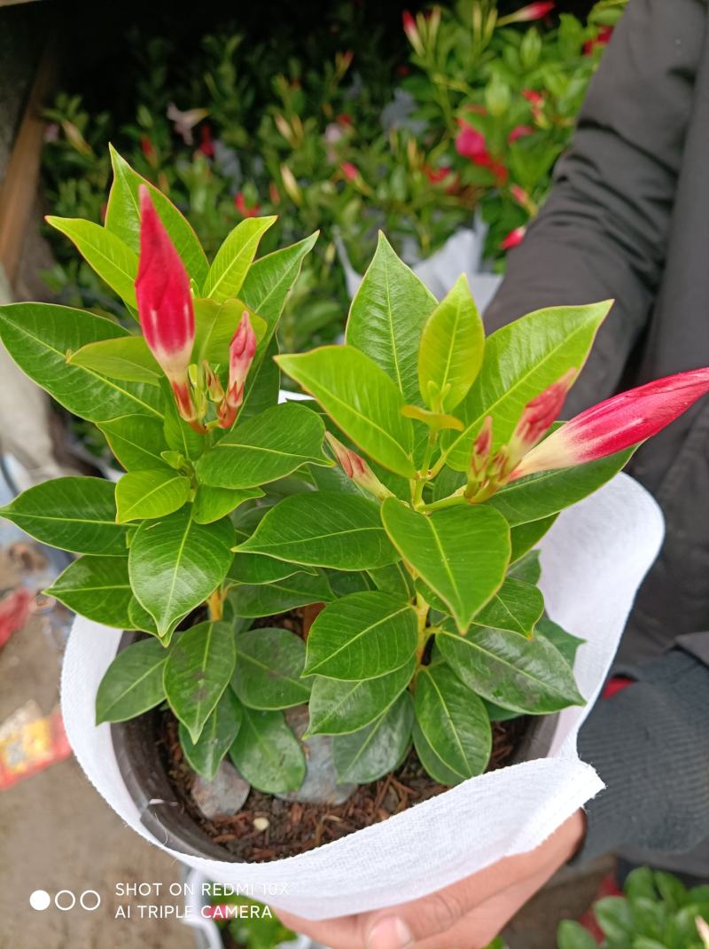 飘香藤/基地直发/规格多样/色泽鲜艳/颜色多大量出货欢迎