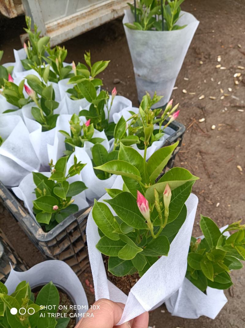 飘香藤/基地直发/规格多样/色泽鲜艳/颜色多大量出货欢迎