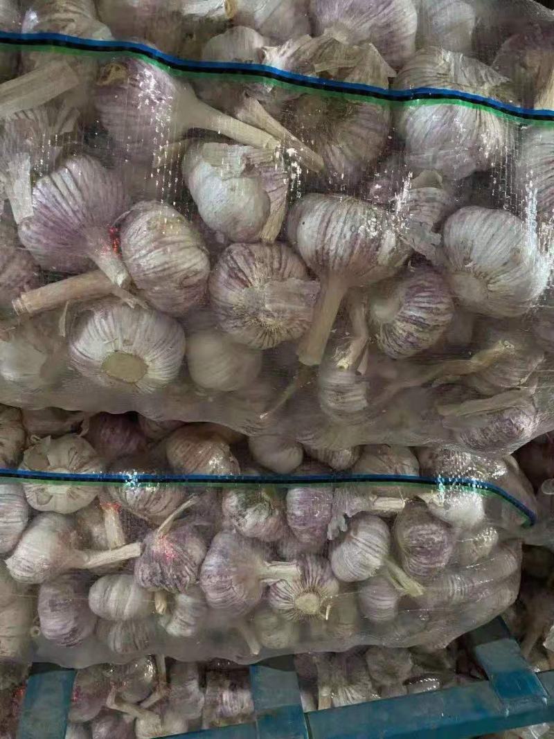 金乡诚信之缘，专注大蒜，紫皮太空大蒜，混级统货，欢迎光临