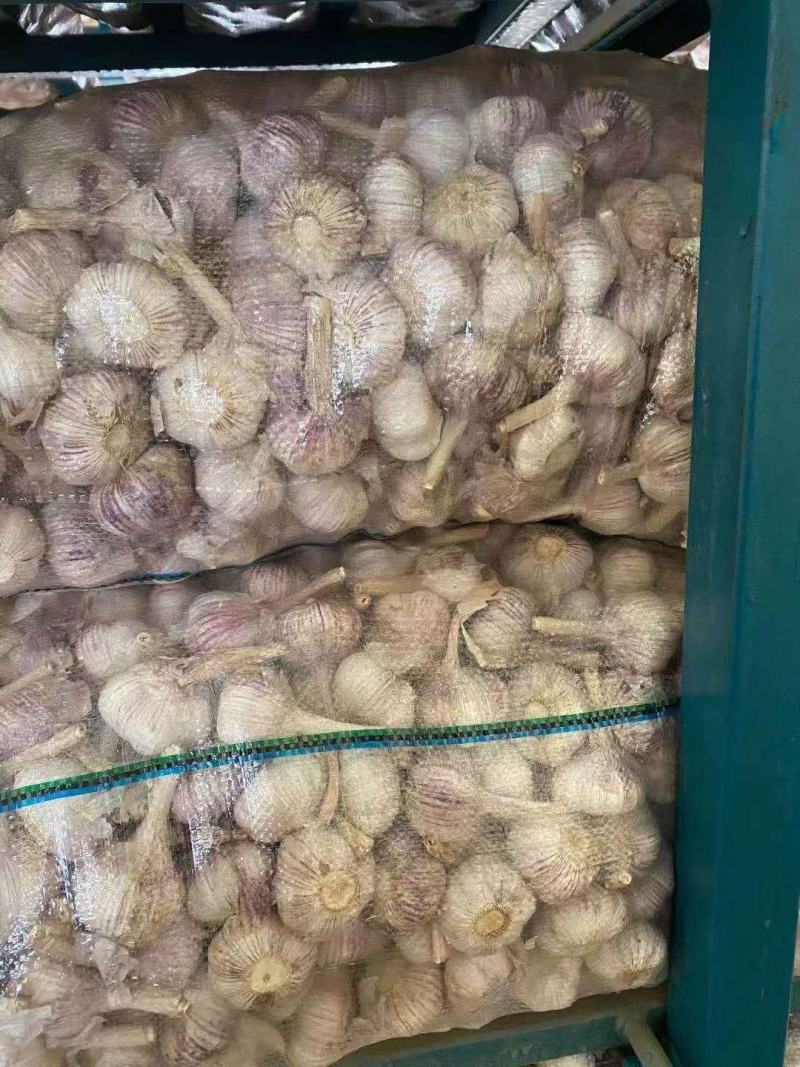 金乡诚信之缘，专注大蒜，紫皮太空大蒜，混级统货，欢迎光临
