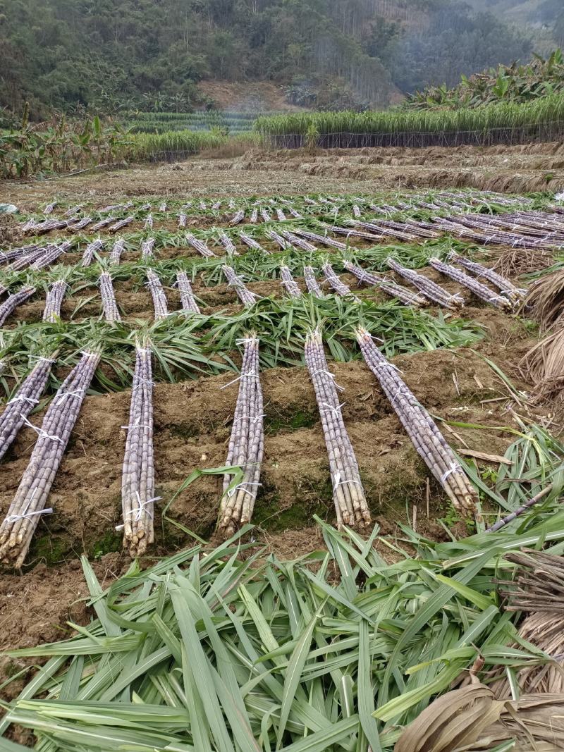 广西贵州紫皮甘蔗批发甜甘蔗薄皮甘蔗、货源充足质量保证
