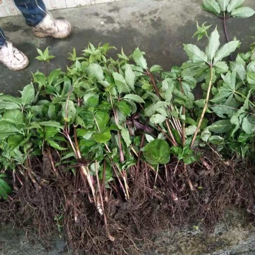 重楼苗，七叶一枝花，华重楼，