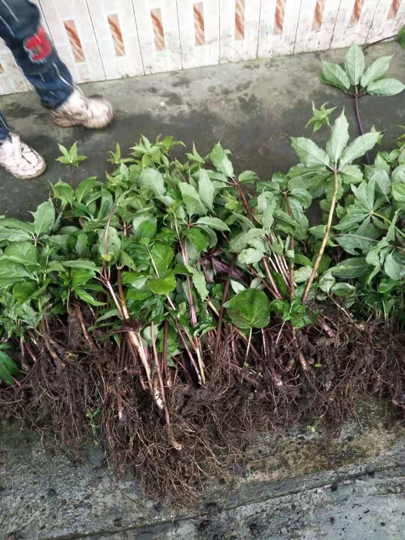 重楼苗，七叶一枝花，华重楼，