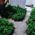 重楼苗，七叶一枝花，华重楼，