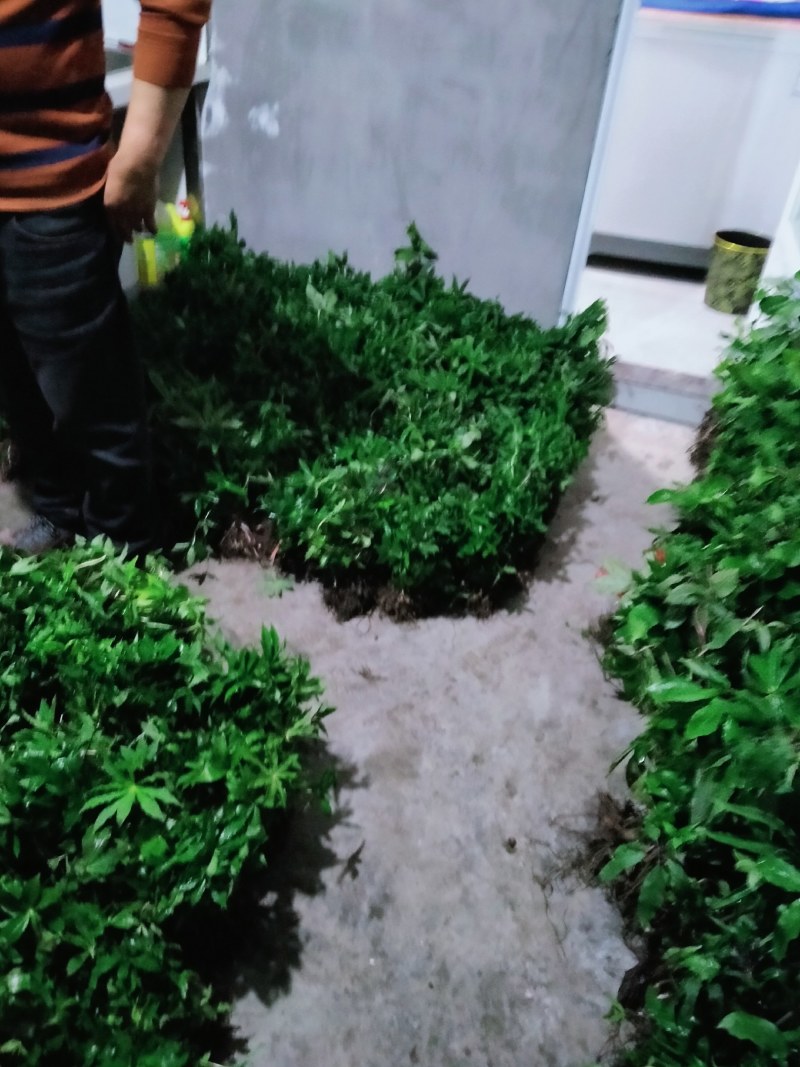 重楼苗，七叶一枝花，华重楼，