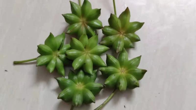 大红八角嫁接枝条，黄枝果，大肉果，黑叶八角，罗马，东荣