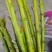 大红八角嫁接枝条，黄枝果，大肉果，黑叶八角，罗马，东荣
