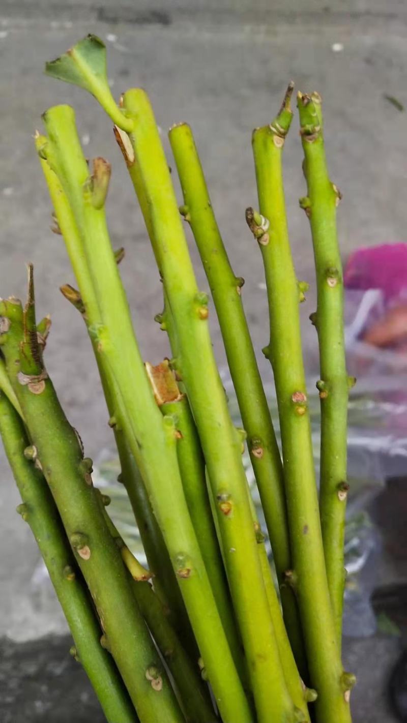 大红八角嫁接枝条，黄枝果，大肉果，黑叶八角，罗马，东荣