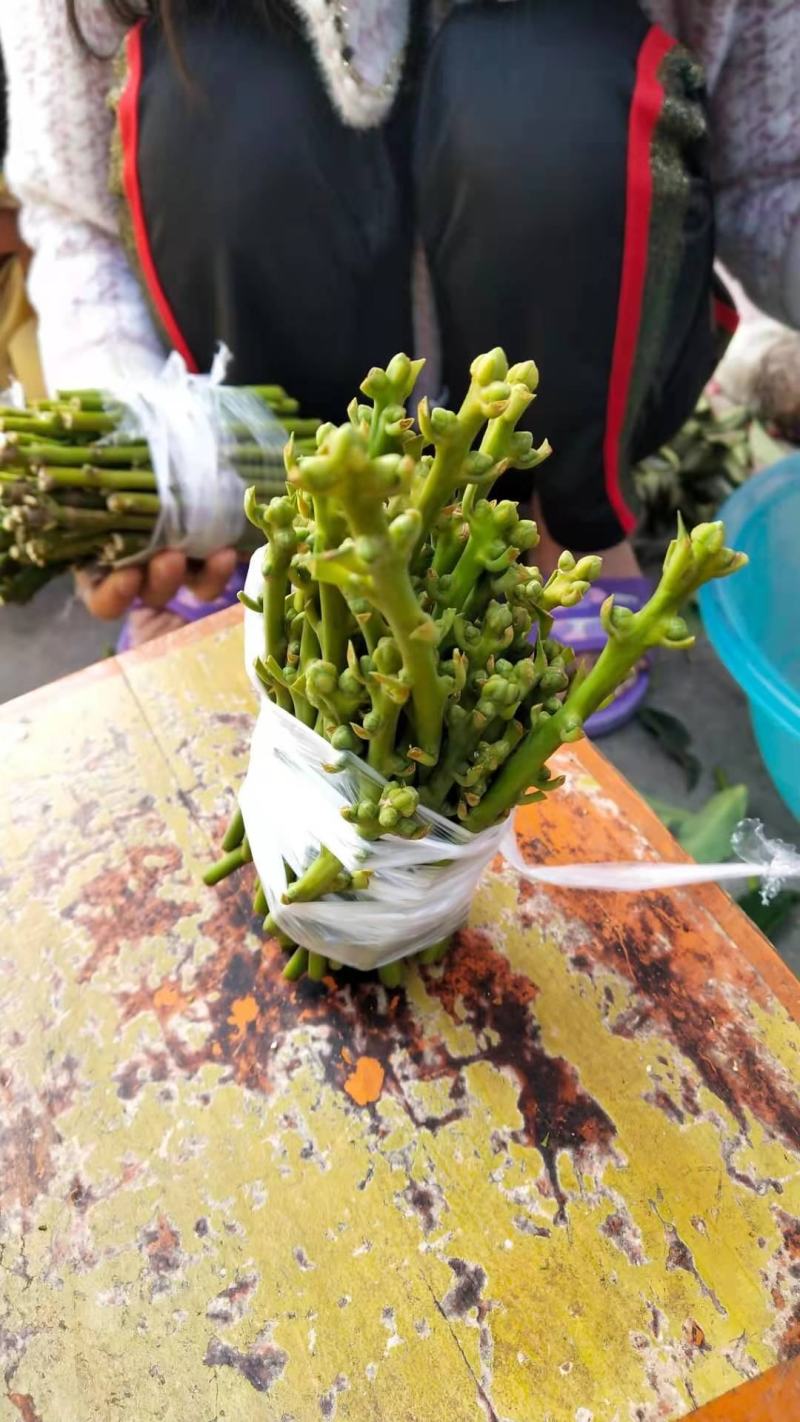 大红八角嫁接枝条，黄枝果，大肉果，黑叶八角，罗马，东荣