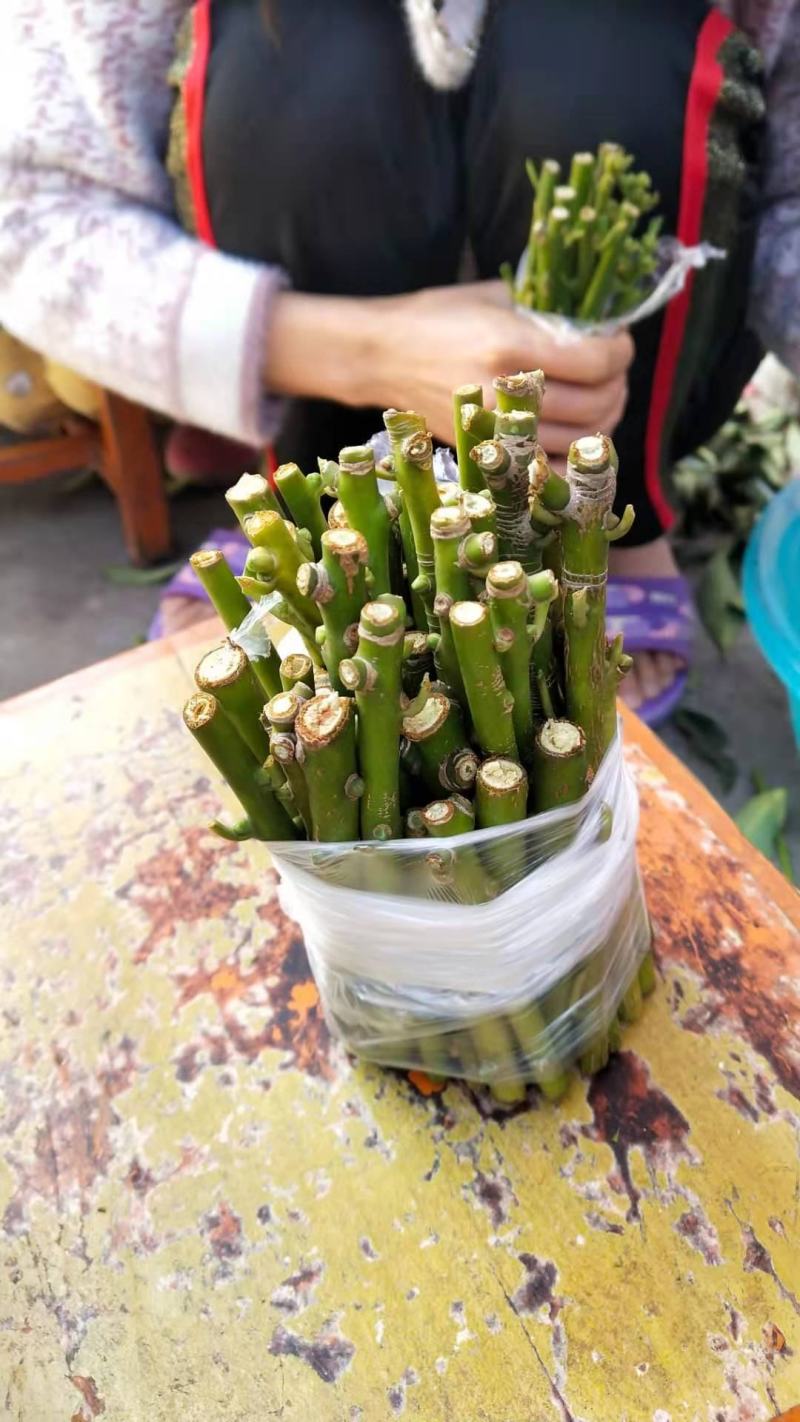 大红八角嫁接枝条，黄枝果，大肉果，黑叶八角，罗马，东荣