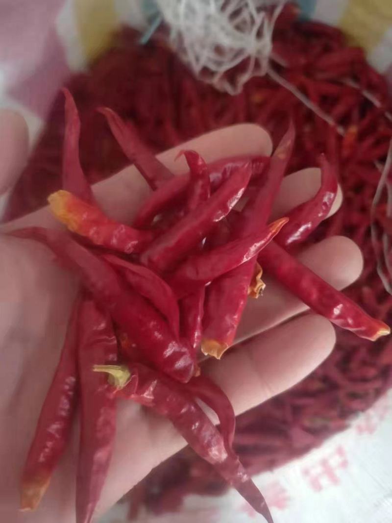 山东金乡三樱椒，8成干以上，实力代办，规模大，量大从优！